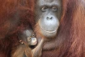 Twin Centre Holidays Borneo Orangutan Sanctuary.